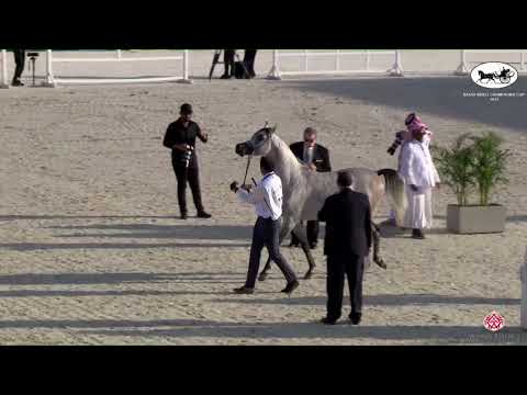 N.57 KANZ FD - Saudi Bred Champions Cup - Riyadh - Colts 3 Years Old (Class 8)