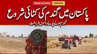 "Harvest season has started in Pakistan | Toba Tek Singh TV | LIVE Stream | Breaking News |