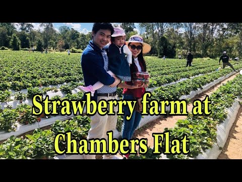 download lagu mp3 mp4 How Many Strawberries In A Flat, download lagu How Many Strawberries In A Flat gratis, unduh video klip How Many Strawberries In A Flat