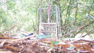 Download lagu murai buluh/teledekan jebak tak tibai pulak mp3 Download lagu murai buluh/teledekan jebak tak tibai pulak mp3