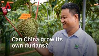 Hainan farmers grow durians domestically as China seeks to reduce Southeast Asia import dependence