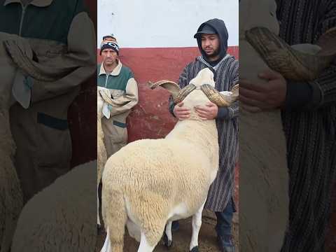 أضخم الأكباش الحولي صردي الملكي