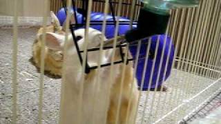 Day 26 - Bunnies fight over water bottle