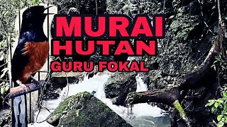 Download lagu TERAPI MURAI BATU BONGKAR ISIAN TERBUKTI ATASI MURAI DIAM LANGSUNG BUKA PARUH, MUARI BATU GACOR mp3