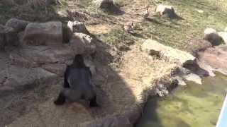 Униженный и оскорбленный!