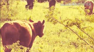 Fresno Relatos De Um Homem De bom Coração(Versão2)