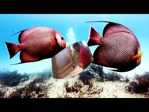 3rdWorldWitch - Newport Short (Official Video)