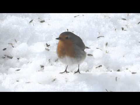 Rödhaken Fågel Överkalix Norrbotten