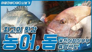 최고의 횟감 '여름 농어'와 '가을 돔' #돔 낚시 #농어 낚시 #돔 요리 #농어 요리 #제철 수산물