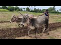 Small Bullo Ploughing Video Bullo Training Videos Bullockcart Heavy Load Performance Cowvideos