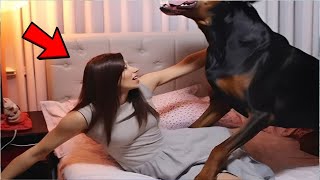 Dog Won’T Leave Woman Alone – When Husband Discovers Why, He Calls The Police