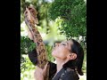 SLITHERING PYTHON SNAKE BLINKING EYES SWAYING BUSHES