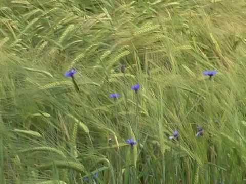 TU, O DIO, VEDI ME OLTRE ME (preghiera di p. Ermes Ronchi)