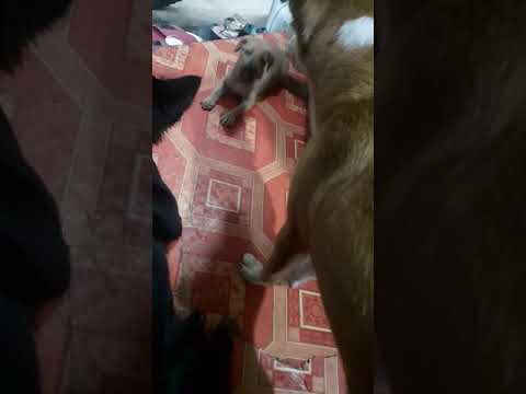 new kapatid ni masha..