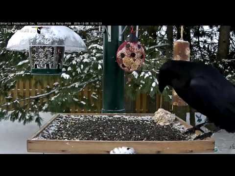 Raven Drops Big Suet Ball – Dec. 8, 2016