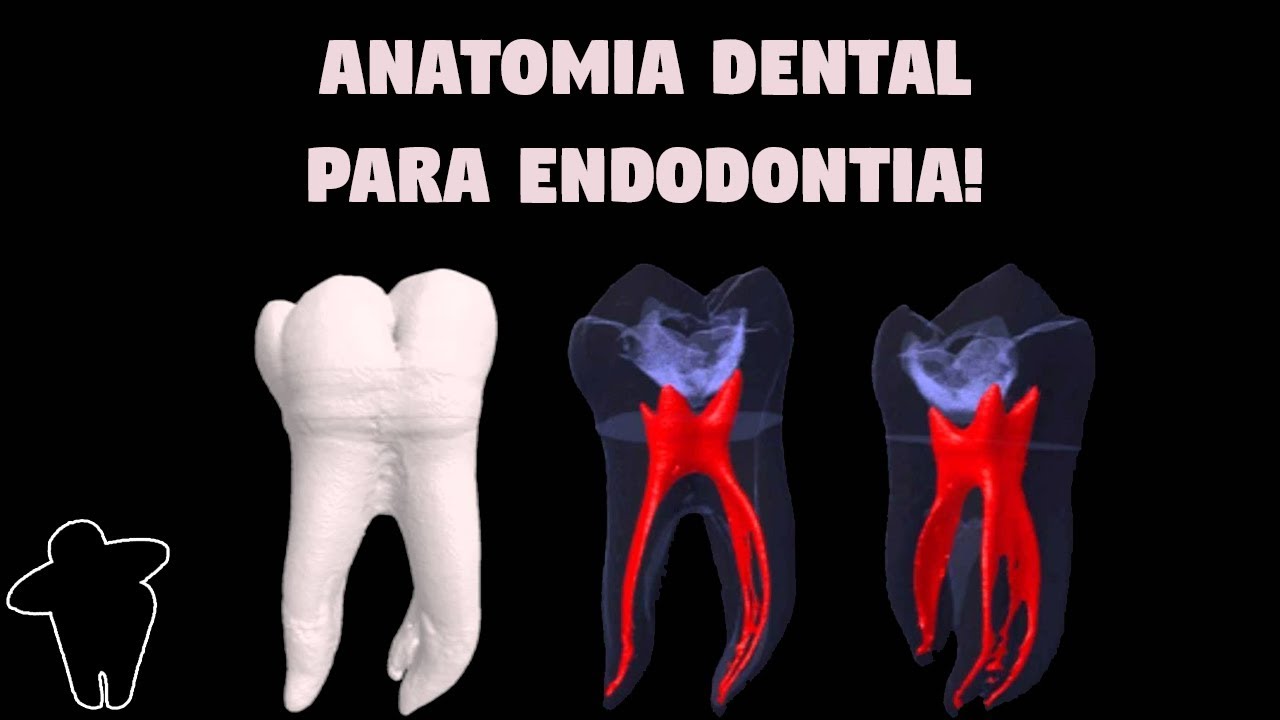 [Dentista Estuda #4 PT 1] Anatomia Dental Aplicada à Endodontia - Resumo - Material Complementar