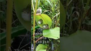 Download lagu Burung||prenjak anakan mp3