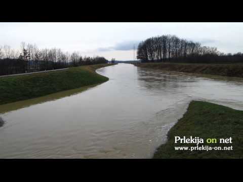 Narasla Ščavnica v Ljutomeru