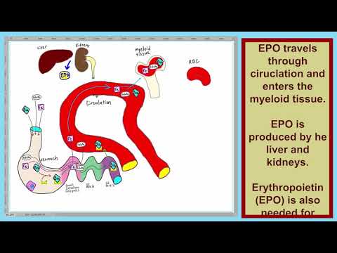 Blood L28   Anemia 02 100X