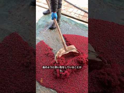 🩸🐛魚が夢中になる“赤い虫”の正体🐟 #shorts