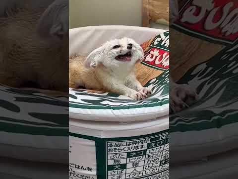 ペットとしてのフェネックギツネ