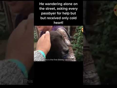 #rescueanimals #animalsrescue #rescue #saveanimals #dog #rescuedog #straydogs #a