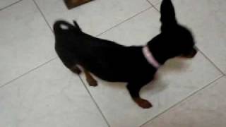 preview picture of video 'obsessive compulsive chihuahua.AVI'