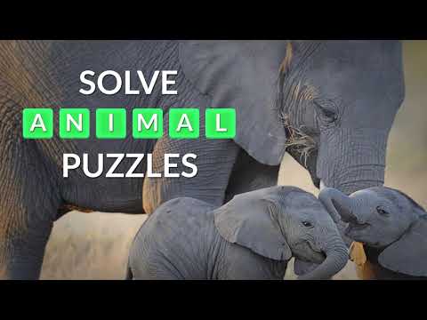 Words and Animals - Crosswords Video