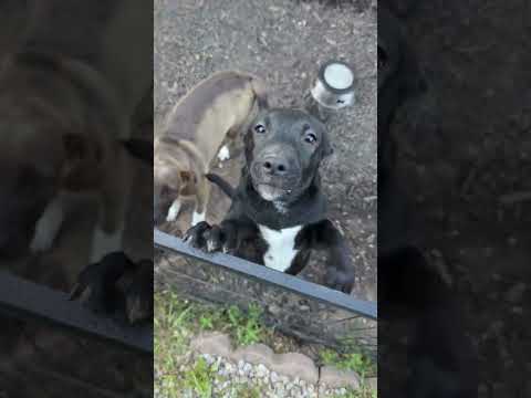 Queso - Sponsored, an adoptable Labrador Retriever & Terrier Mix in Cookeville, TN_image-1