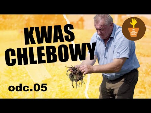 Kwas chlebowy - spotkanie z dr. Mirosławem Angielczykiem. Szukamy idealnego zioła. Odc. 5