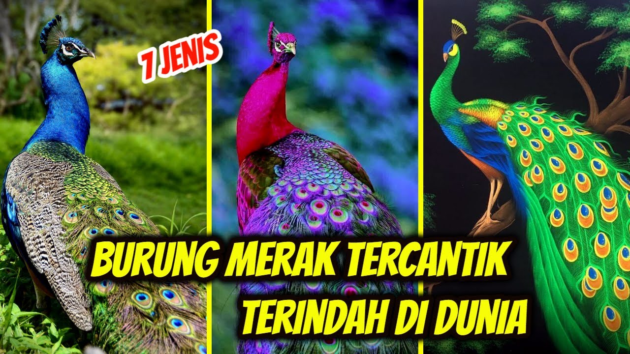 7 Jenis Burung Merak Beserta Ciri2 dan Habitatnya