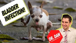 Dog bladder infection or Dog urinary tract infection (UTI).  Symptoms, diagnosis, and treatment!