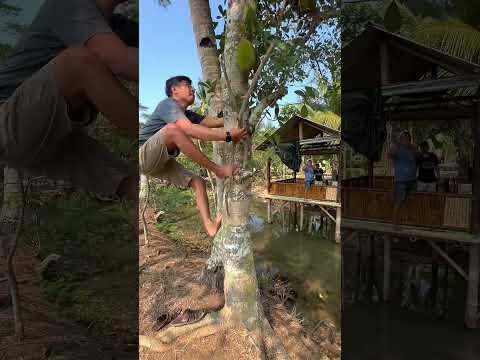 RESCUE PITON BESAR DI ATAS POHON #rescue #ular #píton #reptiles