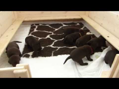 Štěňátka 18.den - pohyb