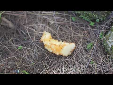 A Vida Secreta das Formigas: Um Mundo Fascinante!