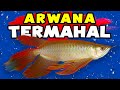 ARWANA2 TERMAHAL DI INDONESIA DAN DUNIA. ARWANA KELAS DUNIA ARWANA2 TERMAHAL DI INDONESIA DAN DUNIA. ARWANA KELAS DUNIA