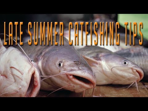 Catch More Catfish With These Four Summer Catfishing Tips