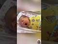The Exhausted Baby Story Funny Baby Videos Cute