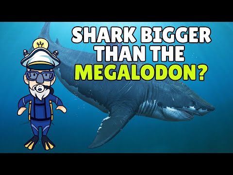 Facts About Sharks for Kids