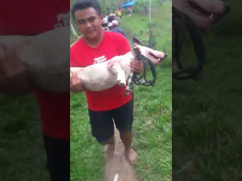 Waduhh,,, ANJING PEMBURU BABI HUTAN KAKINYA SOBEK DI SERANG BABI | AYARISPORTS #berburubabi