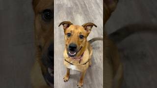 Video preview image #1 Shepradors Puppy For Sale in Huntley, IL, USA