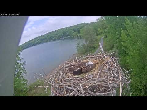 Orpheus 20210525 090719 20210525 090807