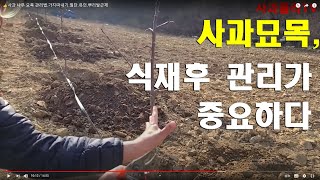 이 산골에 꽃 잘 필것인가.사과나무 잘 키우는 법
