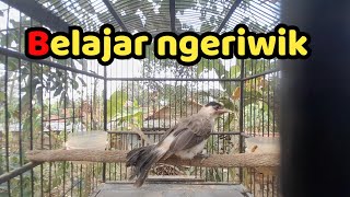 Download lagu suara BURUNG KUTILANG belajar ngeriwik masih anakan mp3
