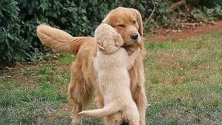 When Baby Animal Meets Their Parents After Time! ❤️
