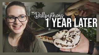 3 new ballpythons - 1 YEAR LATER by Jossers Jungle