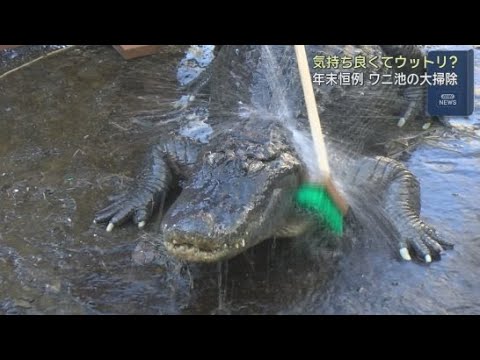 YouTube Video 年末恒例 新年に向けてワニ池の大掃除　静岡・東伊豆町「熱川バナナワニ園」