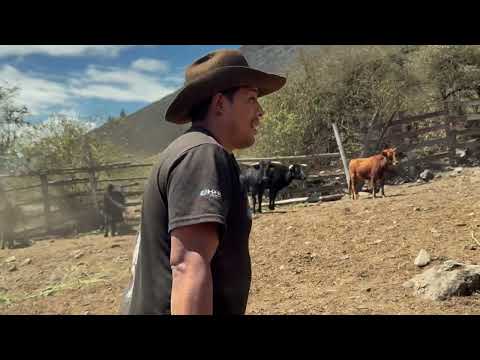 GANADERÍA SEÑOR DE LA BUENA MUERTE | EL TORO DIABLO | GUANANDO - GUANO