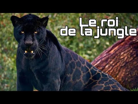 Voici pourquoi le jaguar est le ROI des félins et le vrai roi de la jungle