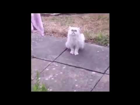 There’s a weird fucking cat